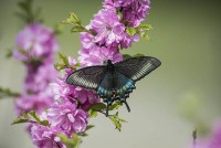 Черная бабочка и розовая сакура